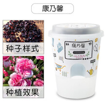 儿童科教玩具手工diy盆栽植物生长观察创意迷你植物微景观幼儿园小盆栽罐头花种植室内花新年礼物 康乃馨