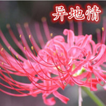 心卉如一 四季彼岸花种球曼珠沙华室内办公桌盆栽花卉彼岸花盆栽彼岸花种花种子彼岸花鲜花 粉色 5个彼岸花种球(盆+土+肥料+生根粉)