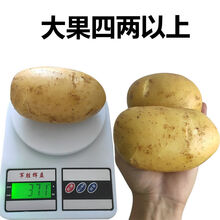 生鲜  内蒙古土豆现挖现2020年黄皮黄心土豆批发农家蔬菜洋芋 精选大果9斤(净重)