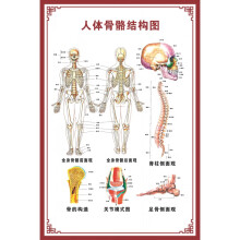 人體骨骼圖掛圖器官內臟結構圖海報脊柱圖解肌肉布解剖圖掛畫 人體