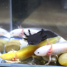 麦叮卡恐龙鱼六角鱼宠物冷水观赏鱼淡水鱼霸王火龙鱼 白玉+黄金+乌黑（共3条8-10cm）