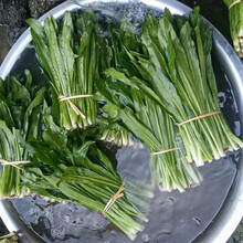 寿禾 农家小叶香菜种子芫荽蔬莱籽种籽传统佐料型阳台四季播盆栽摩西香芹欧芹春冬季播种蔬菜种孑菜籽种苗 刺芫荽种子200粒（山野香菜）