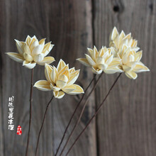 夏荷禅意供佛莲花佛具艺术组合荷花家居客厅摆设干花拍摄道具莲蓬 莲的心事/米白一支 干花包