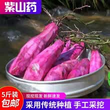 预售无货 紫山药5斤大薯 玉怀山新鲜蔬菜长芋脚板薯农家自种特产 2500g