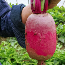 寿禾 红萝卜种子凤鳳梨罗卜红皮白肉多品种水果家庭种植夏秋季播种蔬菜种籽阳台庭院大田高产疏蔬莱种孑菜籽 【早熟】寿禾紫妃凤梨萝卜种子 100粒原装