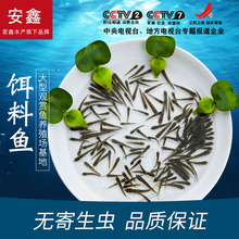 喂乌龟的小鱼苗淡水草鱼食蚊鱼练手鱼饲料鱼龙鱼饲料活体鱼闯缸鱼 饵料鱼1-3cm20条送20%防死亡