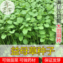 颉铮 益母草种籽种子阳台盆栽种植野生食用苗四季春夏播蔬菜 益母草种子500粒