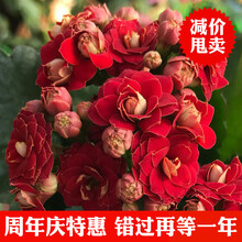 长寿花盆栽重瓣大花带花苞 四季客厅办公室内盆栽花卉植物 红色  不含盆