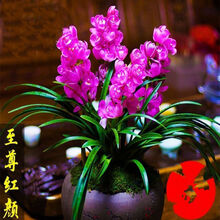 【超好养】浓香型兰花苗兰花盆栽墨兰大花兰花苗花卉盆栽绿植花卉 红颜 6-4连体【60天包开花 送肥料