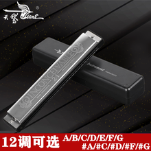 天鹅24孔复音口琴A/B/C/D/E/F/G/A#/C#/D#/F#/G#12调全套入门练习演奏琴 复音口琴 G调
