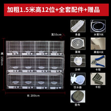 王太医 鸽子用品用具鸽子笼养殖笼繁殖配对笼家用大型鸽笼子鸽棚鸽舍抖音同款 加粗1.5米高12位全套 平底食盒