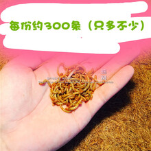 宠以沫（CHONG YIMO）黄粉虫面包虫活体大麦虫保鲜虫 龙鱼乌龟仓鼠宠物蜘蛛活体饲料 面包虫1份300条