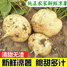 新鲜凉薯时令土瓜孕妇蔬果豆薯农家现挖白沙地瓜葛番薯地萝卜现挖 实惠五斤装