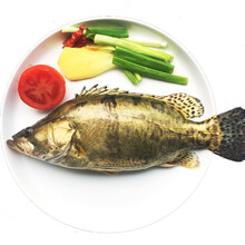 姚鲜品旗舰店 桂鱼鳜鱼 淡水鱼鲜活鳌花鱼桂花鱼季花鱼 鲜活现杀生鲜水产 约500g(净膛前)现杀1条