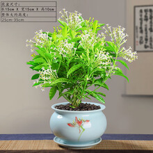 绍涵夜来盆栽花卉室内植物观花绿植树苗 陌清夜来香+圆托盘 带盆栽好
