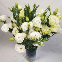 白桔梗 价格 图片 品牌 怎么样 京东商城