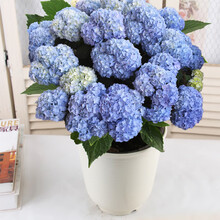 绣球花苗无尽夏植物好养四季开花绿植阳台盆栽花卉室内易养活 无尽下中大苗 不含盆