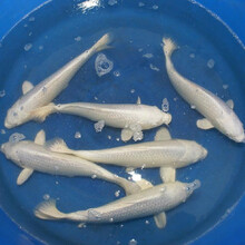 锦鲤纯种活体鱼日本红白锦鲤昭和乌金白写大正锦鲤冷水鱼风水鱼小锦鲤鱼苗淡水观赏鱼 白金锦鲤 8-10CM2条