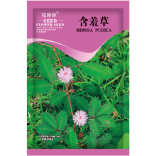 花诗诗 花卉种子含羞草四季种易活花种子花籽感应草知羞草怕丑草庭院阳台盆栽花草种子害羞草家庭园艺 含羞草种子 2克约300粒 厂商封装
