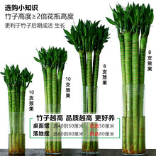 发财竹 价格 图片 品牌 怎么样 京东商城 发财竹 价格 图片 品牌 怎么样 京东商城