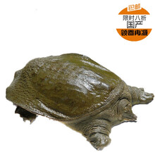 现杀新鲜甲鱼水鱼王八真空包装鲜活杀好食用开袋即煮 新鲜甲鱼2.8斤现杀真空包装