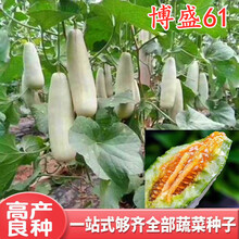 薄皮甜瓜种子香瓜种籽蜜瓜羊角蜜羊角酥脆甜早熟四季博洋博盛61 博盛61甜瓜种子500粒分装