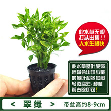 鱼缸造景水草植物淡水活体套餐莫斯水榕懒人前中后景阴性水草 翠绿3杯