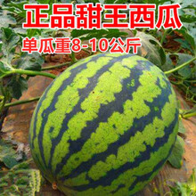 无籽西瓜种子 黑皮黄瓤特大超甜巨型西瓜 懒汉水果种籽蔬菜孑 甜王西瓜20粒分装