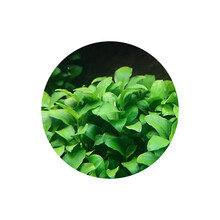 花小鱼 Freelybeauty 水族 京东 花小鱼 Freelybeauty 水族 京东