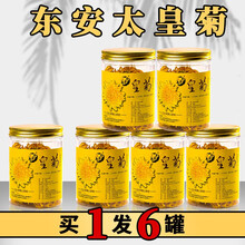 菊花茶金丝皇菊菊花黄菊一朵一杯花茶贡菊茶叶优选大黄菊花草茶罐装凉茶可搭枸杞枣片 六罐装
