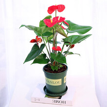 蝴蝶之舞 粉掌白掌红掌盆栽一帆风顺室内绿植盆景土培花卉四季开花易养活 红掌 带盆栽好