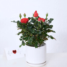【送货上门】红掌一品红玫瑰蝴蝶兰雅乐之舞栀子花海棠花长寿花办公室内水培绿植盆栽开花两小时达 小玫瑰（花色随机)
