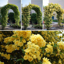 茶馨语 四季红木香花苗庭院阳台客厅木香花树苗黄木香白木香七里香盆栽爬藤植物蔷薇攀援浓香型开花花卉绿植 黄木香花 中苗 50-80厘米