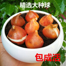 郁金香种球郁金香大球水培土培盆栽郁金香种子 混色8个种球+肥料+多菌灵 其他