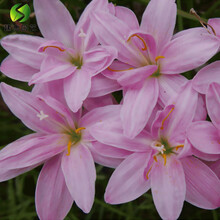 风雨兰种球韭兰葱兰花苗室内阳台盆栽花卉绿植四季种植开花 波浪(10球装)