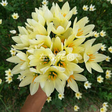 左家花园 风雨兰种球胖丽丽夏秋季开花球重瓣四季庭院阳台盆栽花卉新手可种易养护 乳黄葱 6球 其他