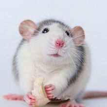 花枝鼠 价格 图片 品牌 怎么样 京东商城