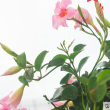 双线藤飘香藤花苗盆栽双喜藤室内双线藤飘香藤花苗花卉盆栽 粉色飘香藤一颗 默认