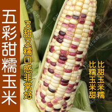 五彩甜糯粘玉米种子 又甜又糯特好吃高产 春夏秋四季播蔬菜籽大田 五彩甜糯玉米10斤