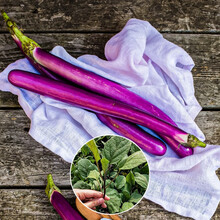 寿禾 长茄子种子大全秧苗黑豹长茄子圆茄白蛋茄家庭种植春夏秋季播种蔬菜种籽阳台菜子庭院疏蔬莱种孑菜籽种 杭茄一号线茄苗 5棵