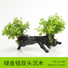 绿伴 鱼缸水草活体真水草热带鱼缸水草泥水榕沉木水草沉木造景树懒人养鱼水族箱造景水草种子辣椒榕 【双头】绿金草双头沉木