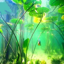 [京选推荐]  睡莲种子四季鱼缸水草懒人造景花鱼共养 试用10粒