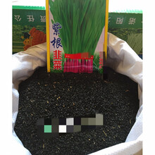 唯友 韭菜种子 紫根韭菜 紫根韭菜籽小香韭菜蔬菜种子多次采收红根韭菜 紫根韭菜50克