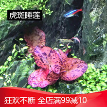 水草造景前景草大全爬地珍珠小红椒迷你皇冠牛毛草椒草活体水草 红虎斑睡莲一棵