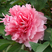 珊瑚花 价格 图片 品牌 怎么样 京东商城