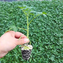 普罗旺斯番茄种子西红柿种籽草莓番茄苗沙瓤产量高口感好酸甜 普罗旺斯番茄苗1000棵