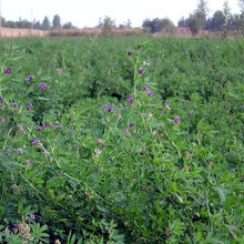 一播大地 紫花苜蓿种子苜蓿草牧草种子南方北方多年生耐寒牛羊兔牧草 金皇后紫花苜蓿净籽一斤