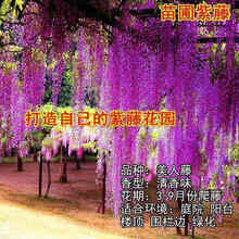 多花紫藤树苗 紫藤苗盆栽紫藤花苗攀援花卉紫藤盆栽爬藤植物凌霄 美人藤4年苗 不含盆