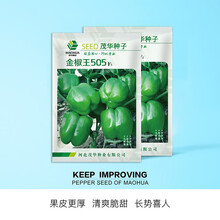 中科茂华蔬菜种子金椒505辣椒种子F1柿子青椒灯笼椒厚皮甜椒种子方椒四季基地种植家庭盆栽阳台园艺種籽 金椒505-100粒/袋