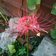 彼岸花种球三球套装曼陀罗花庭院盆栽石蒜花种球盆栽花卉绿植种子四季种新手易养 彼岸花亮晶粉3颗小球土培套装 含盆